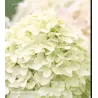 Šluotelinė hortenzija - Hydrangea paniculata MAGICAL CANDLE