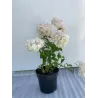 Šluotelinė hortenzija - Hydrangea paniculata MAGICAL ANDES