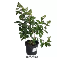 Šluotelinė hortenzija - Hydrangea paniculata MAGICAL ANDES