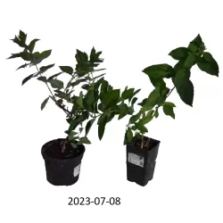 Hydrangea paniculata LIMELIGHT