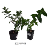Šluotelinė hortenzija - Hydrangea paniculata LIMELIGHT