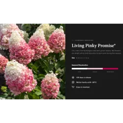 Šluotelinė hortenzija - Hydrangea paniculata Living PINKY PROMISE