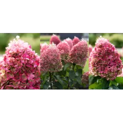 Šluotelinė hortenzija - Hydrangea paniculata Living PINKY PROMISE