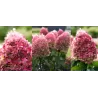 Šluotelinė hortenzija - Hydrangea paniculata Living PINKY PROMISE