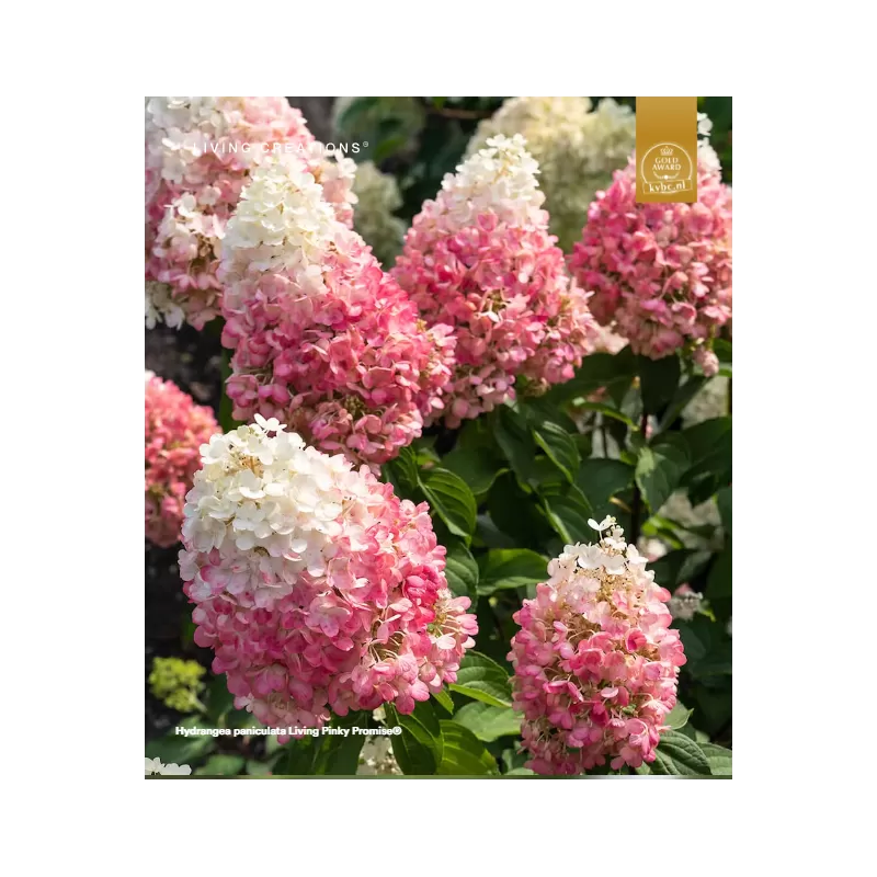 Šluotelinė hortenzija - Hydrangea paniculata Living PINKY PROMISE
