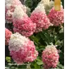 Šluotelinė hortenzija - Hydrangea paniculata Living PINKY PROMISE