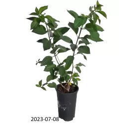 Šluotelinė hortenzija - Hydrangea paniculata Living PINKY PROMISE