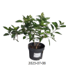 Hydrangea paniculata Living® SILVER DOLLAR®