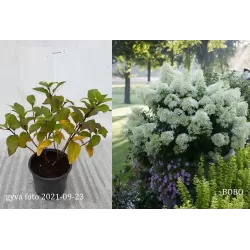 Šluotelinė hortenzija - Hydrangea paniculata BOBO