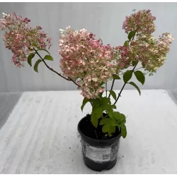 Šluotelinė hortenzija - Hydrangea paniculata BOBO