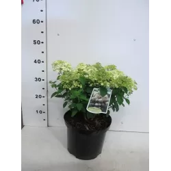 Šluotelinė hortenzija - Hydrangea paniculata BOBO