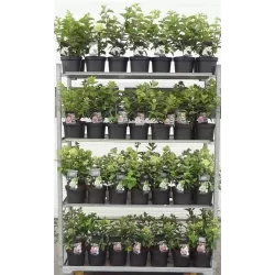 Šluotelinė hortenzija - Hydrangea paniculata BOBO