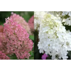 Šluotelinė hortenzija - Hydrangea paniculata BOBO