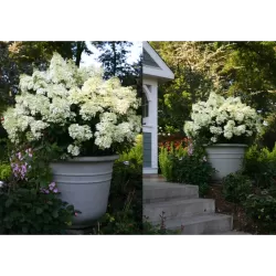 Šluotelinė hortenzija - Hydrangea paniculata BOBO