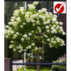 Šluotelinė hortenzija - Hydrangea paniculata BOBO