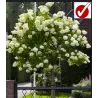 Šluotelinė hortenzija - Hydrangea paniculata BOBO