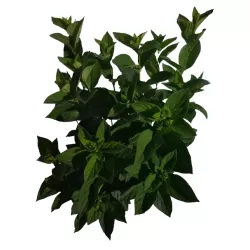 Šluotelinė hortenzija - Hydrangea paniculata BOBO