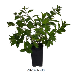 Šluotelinė hortenzija - Hydrangea paniculata CONFETTI