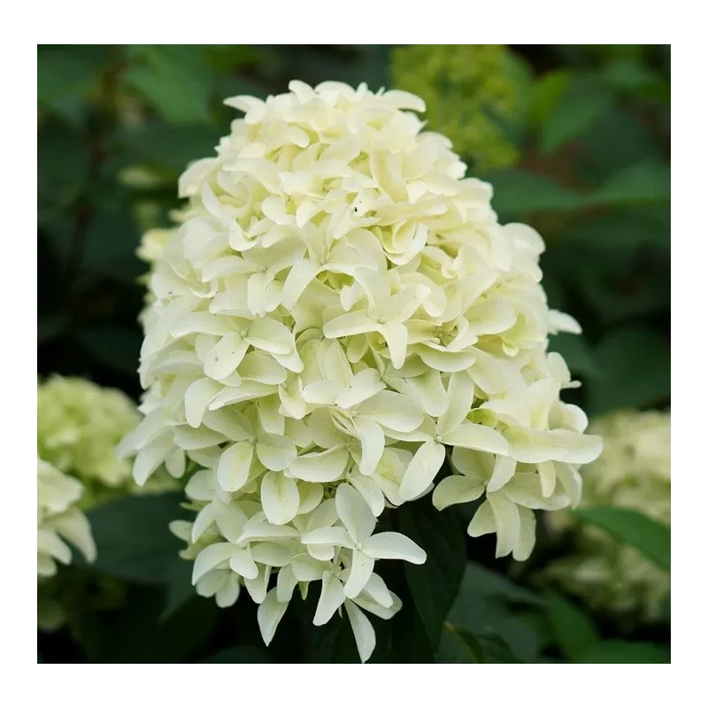 Šluotelinė hortenzija - Hydrangea paniculata SKYFALL