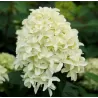 Šluotelinė hortenzija - Hydrangea paniculata SKYFALL
