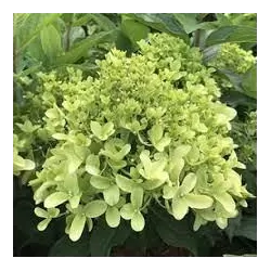 Šluotelinė hortenzija - Hydrangea paniculata SKYFALL