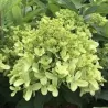 Šluotelinė hortenzija - Hydrangea paniculata SKYFALL