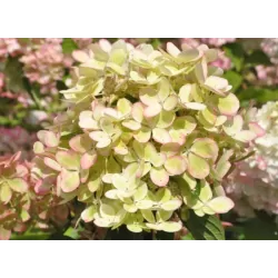 Hortenzijų Pastelgreen sodinukai su pristatymu į namus