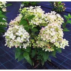 Šluotelinė hortenzija - Hydrangea paniculata PASTELGREEN