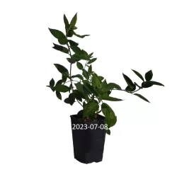 Hortenzijų Pastelgreen sodinukai su pristatymu į namus