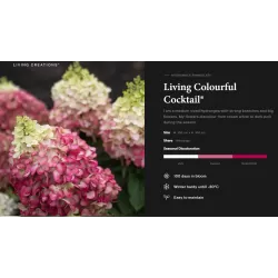 Šluotelinė hortenzija - Hydrangea paniculata Living COLOURFUL COCKTAIL