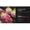 Šluotelinė hortenzija - Hydrangea paniculata Living COLOURFUL COCKTAIL