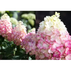 Hydrangea paniculata Living COLOURFUL COCKTAIL
