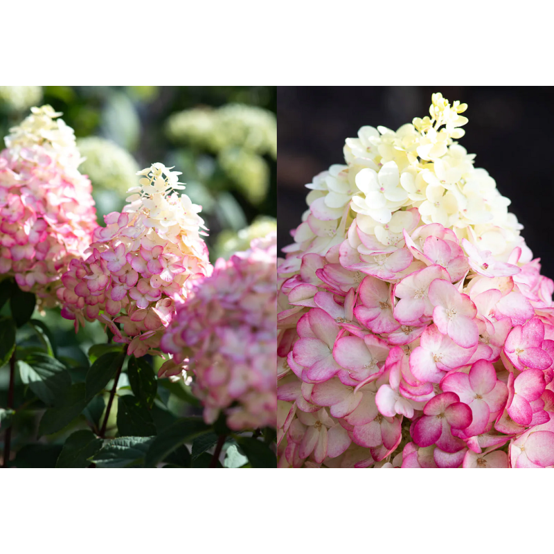 Šluotelinė hortenzija - Hydrangea paniculata Living COLOURFUL COCKTAIL ...