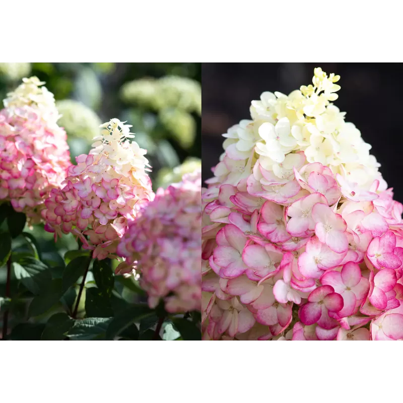 Šluotelinė hortenzija - Hydrangea paniculata Living COLOURFUL COCKTAIL
