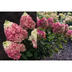 Šluotelinė hortenzija - Hydrangea paniculata Living COLOURFUL COCKTAIL