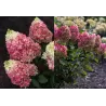 Šluotelinė hortenzija - Hydrangea paniculata Living COLOURFUL COCKTAIL