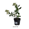 Šluotelinė  hortenzija - Hydrangea paniculata PHANTOM