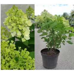 Šluotelinė hortenzija - Hydrangea paniculata Living SUMMER SNOW