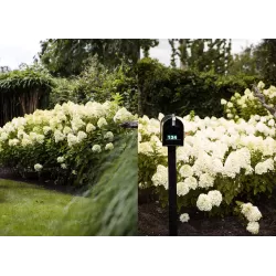 Šluotelinė hortenzija - Hydrangea paniculata Living SUMMER SNOW