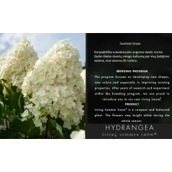 Šluotelinė hortenzija - Hydrangea paniculata Living SUMMER SNOW
