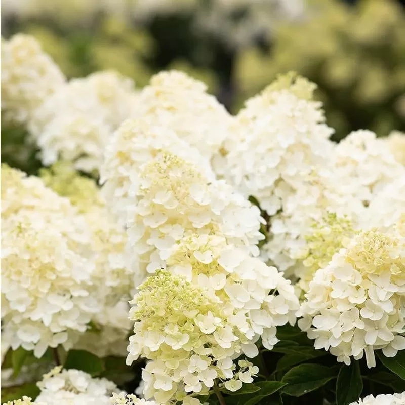 Šluotelinė hortenzija - Hydrangea paniculata Living SUMMER SNOW