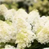 Šluotelinė hortenzija - Hydrangea paniculata Living SUMMER SNOW