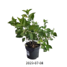 Šluotelinė hortenzija - Hydrangea paniculata LIMELIGHT