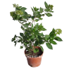 Šluotelinė hortenzija - Hydrangea paniculata BOMBSHELL