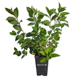 Šluotelinė hortenzija - Hydrangea paniculata DIAMANTINO