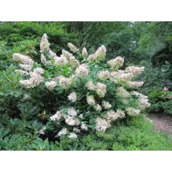 Hortenzijų krūmai ir medeliai su pristatymu į namus