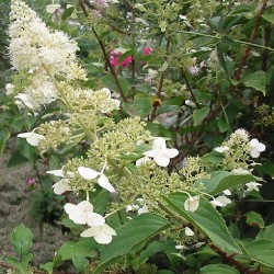 Šluotelinė hortenzija - Hydrangea paniculata KYUSHU