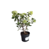 Hydrangea paniculata BABY LACE
