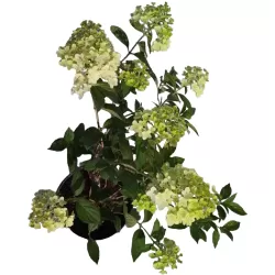 Šluotelinė hortenzija - Hydrangea paniculata BABY LACE