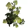 Šluotelinė hortenzija - Hydrangea paniculata BABY LACE